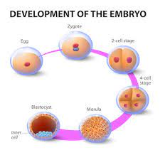 Preimplantation Hereditary Testing: An Audit of Current Modalities