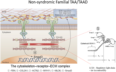 Single Amino Acid Deletion in MYH11 Segregating in a Family with TAAD