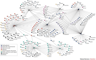 Genetic Networks in Heterogeneous Populations