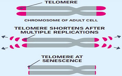 Telomeres in Cancer: Length, Positioning and Epigenetics