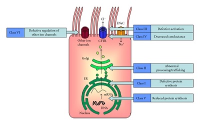 Spectrum of CFTR Mutations in the Algerian Population: Molecular and Computational Analysis