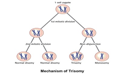 Erring on the Side of Life:
Children with Rare Trisomy
Conditions, Medical
Interventions and Quality of
Life