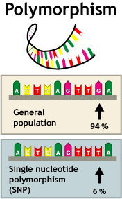 Genotype and Allele Frequencies of Calcium-Sensing Receptor Gene a986s (rs1801725) Polymorphism in Saudi Adults