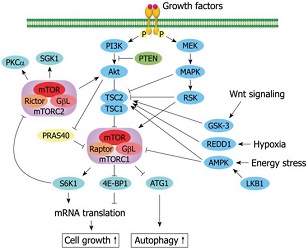 Clinical and Molecular Assessment in a Female with Fragile X Syndrome and Tuberous Sclerosis