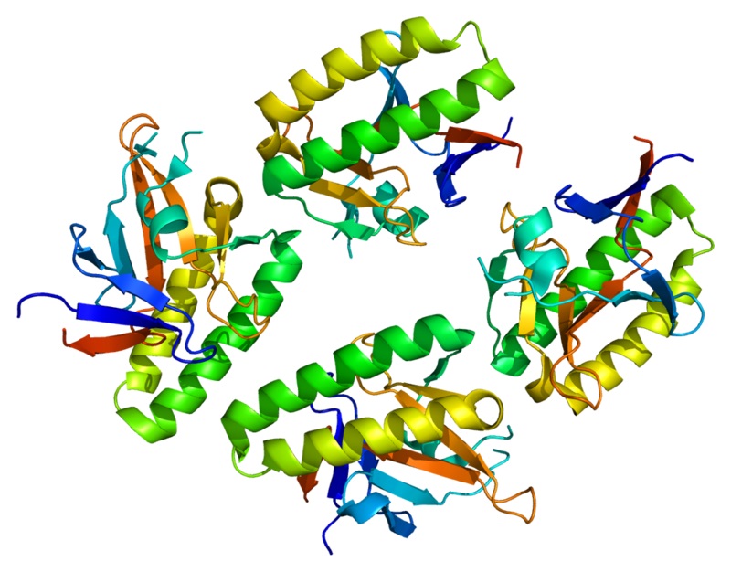 Expression of TCTP-Related Genes