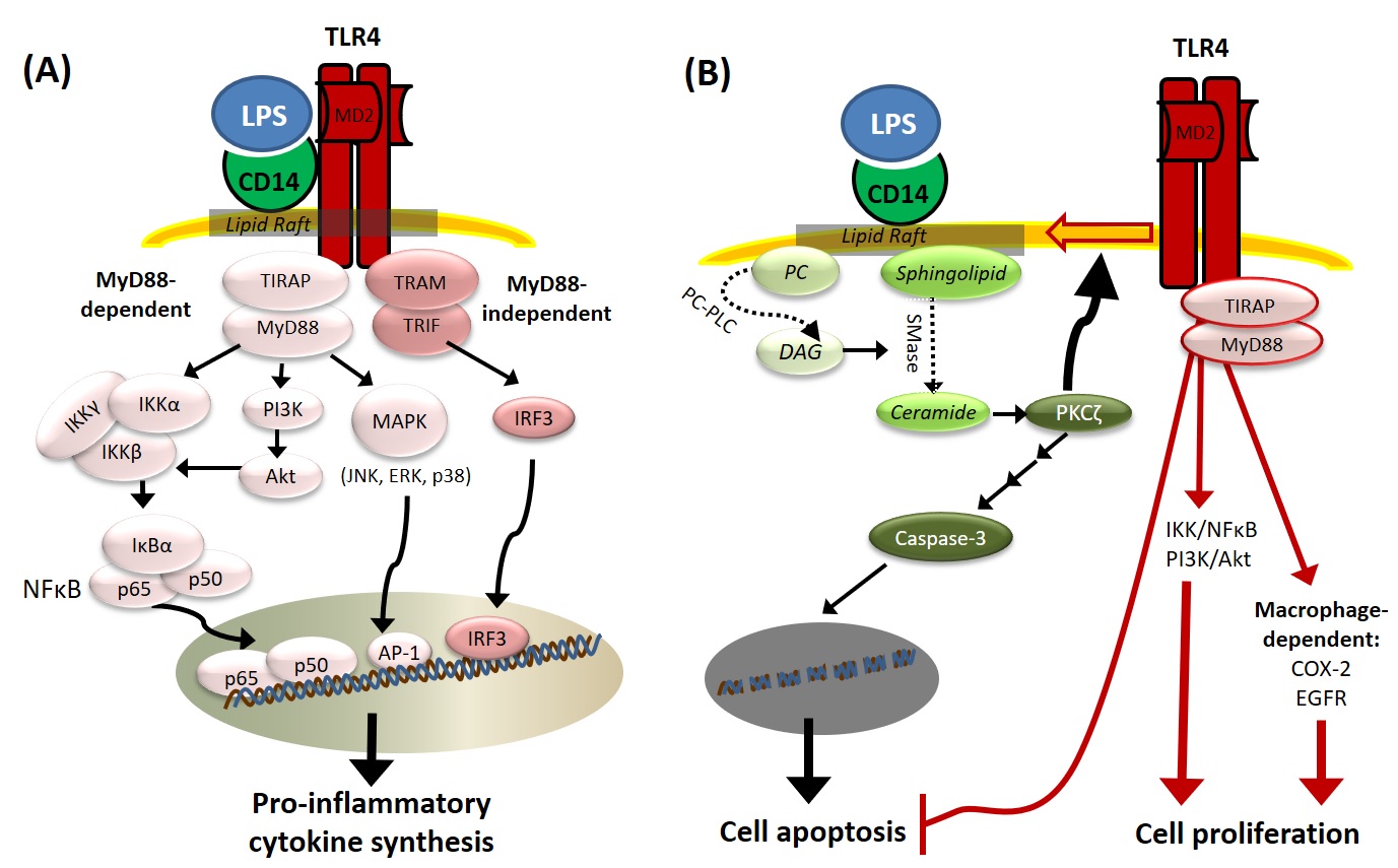 TLR4 and NOD2/CARD15 Polymorphisms and Their Association with Dietary Factors in Colorectal Cancer