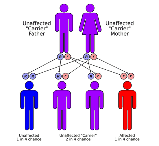 Patterns of Utilization of Genetic Services Following the Initiation of Community based Primary Care Carrier Screening in a Traditional Muslim Community