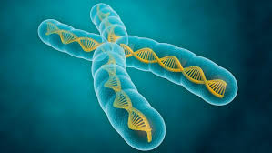 Global MHC, Class I, Class II Genes in Invertebrates