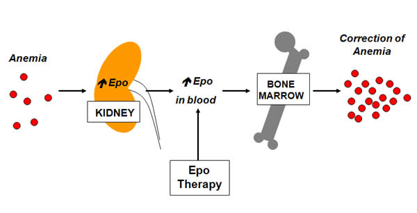 Comparison of the Hypoproteinemic Capacities of Erythropoietin and U-74389G