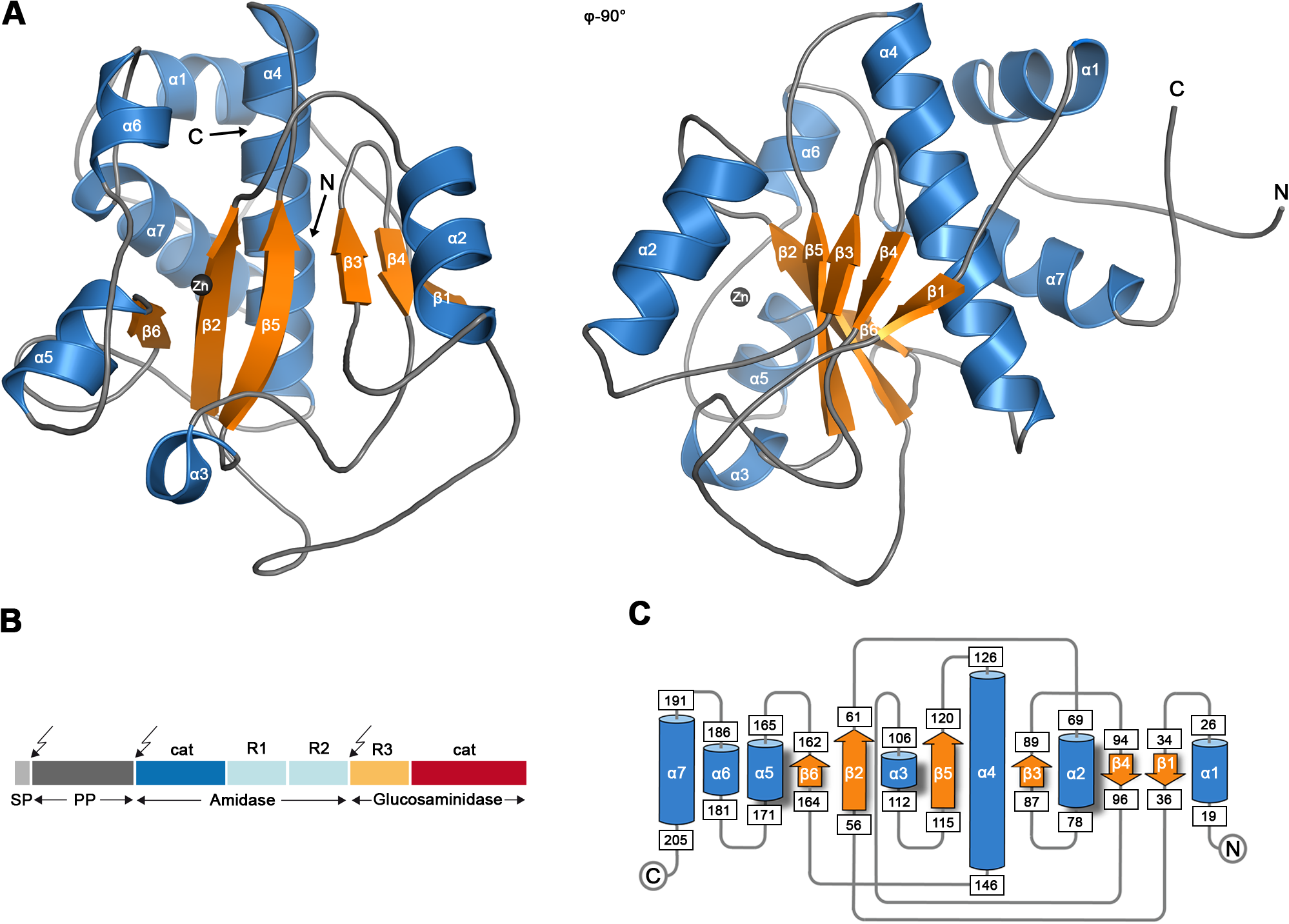 Antibacterial Mechanism of Bacteriolyses of Bacterial Cell Walls by Zinc(â…¡) Ion Induced Activations of PGN Autolysins, and DNA damages