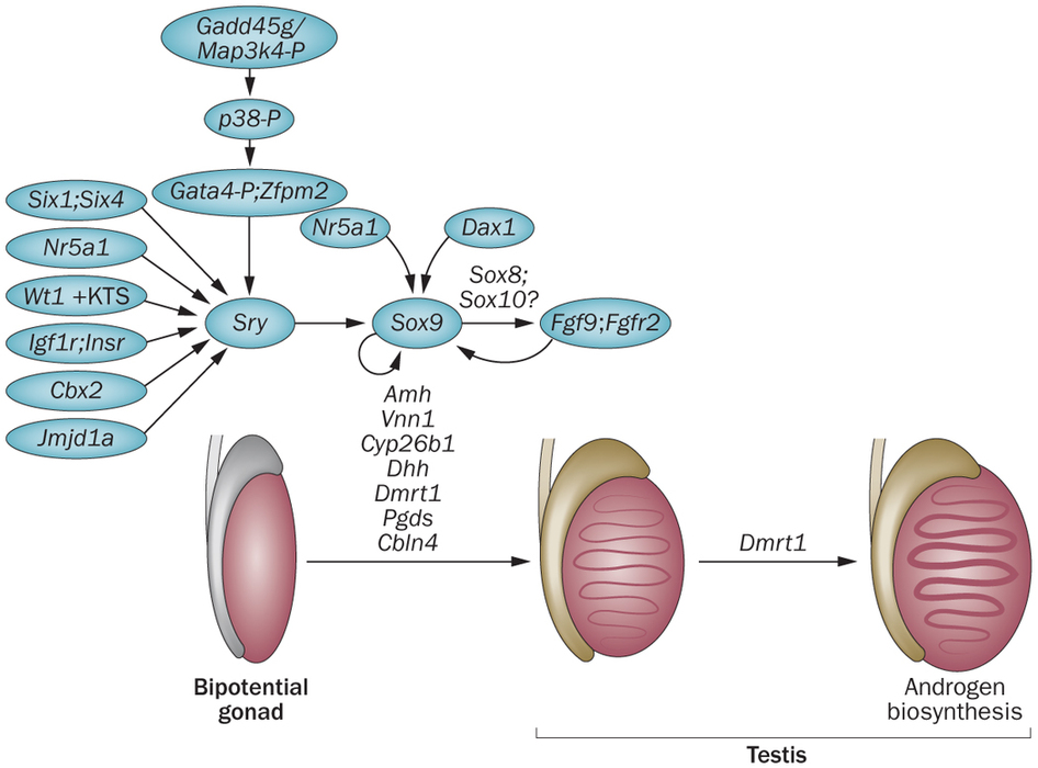 Anomalies of 46, XY Sexual Differentiation-The Role of SRY and NR5A1