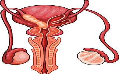 Genital Operations and Male Infertility: Is Inguinal Hernia a Component of Testicular Dysgenesis Syndrome?