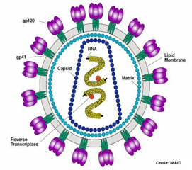 Risk Factors associated with the Presence of Anti-Treponema pallidum Antibodies in Men HIV Patients a Case Control Study