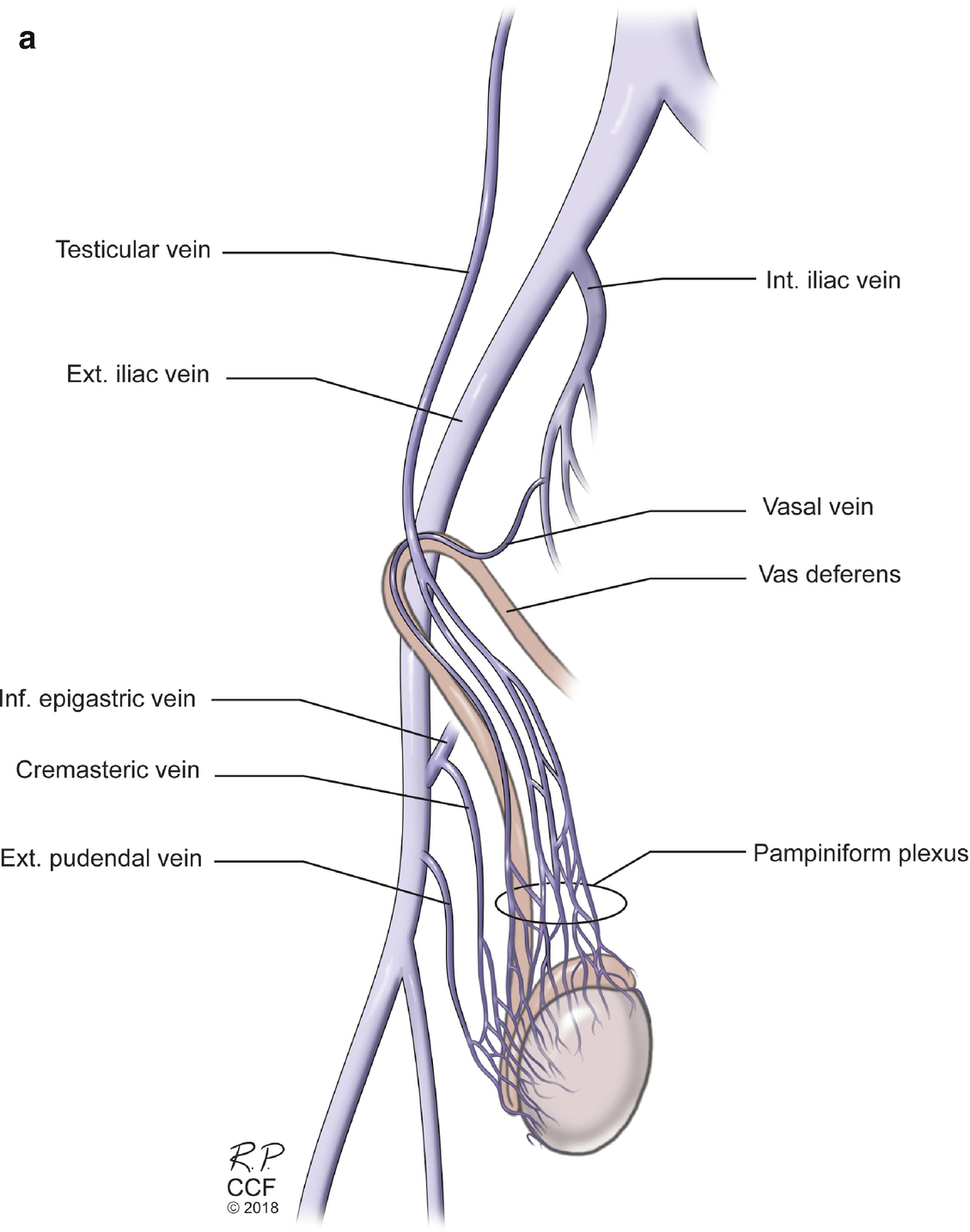 Endocannabinoid System Components in Human Testicles