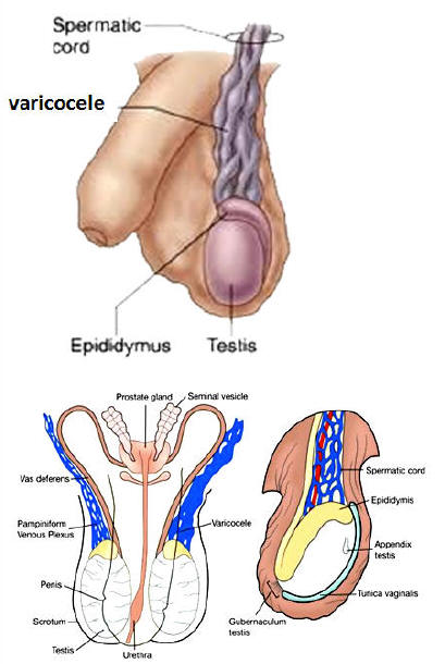 Specialists Report World's Second Case of 