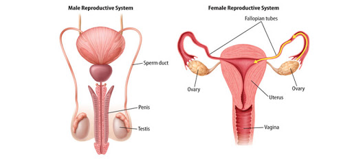 Sigmoid Colon Vaginoplasty in a Mayer-Rokitansky-Kuster- Hauser (Mrkh) Syndrome Patient with Situs Inversus Totalis and Review