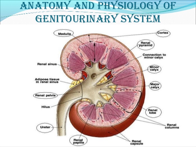 Schistosomahaematobium and Urogenital Disorders