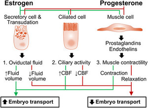 Impacts of Progesterone on Fertilization and Egg Transport in the Pig