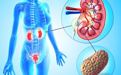 The Two Faces of Endocrine Disrupting Chemicals and Genital Development