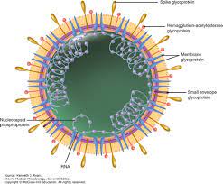 Protection against Infectious Bronchitis Virus by Spike Ectodomain Subunit Vaccine