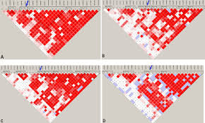 Leveraging the Local Genetic Structure for Trans-Ancestry Association Mapping