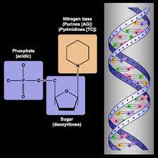Genes are Nucleotide Sequences Containing Instructions for Protein Creation