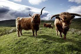 Impact of Conservation Measures on Demography and Genetic Variability of Livestock Breeds