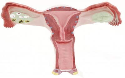 Aerobic Mesophilic Bacterial Flora of Vagina of Healthy Mithun (Bos frontalis)