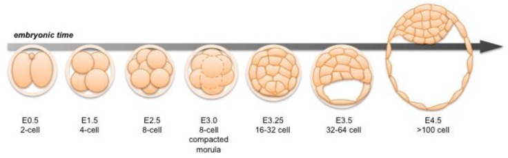 Characterization of Toll-Like Receptor 9 expression during Mouse Preimplantation Development