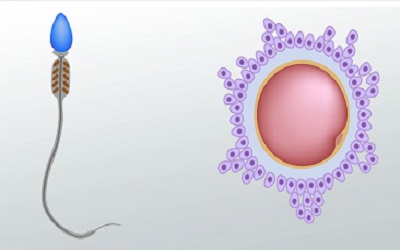 Recent Advances in the Human Male Gamete Molecular Composition in Normal and Varicocele Sperm and Steroid Receptors