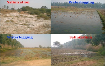 Agricultural Water Management Incorporating Inexact Programming and Salinization