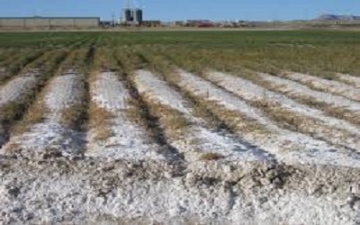 Irrigation Uniformity Impacts on Water Use Efficiency and Soil Salinity: Case Study of Tomato Crop under Trickle Irrigation System in the NorthEast of Tunisia