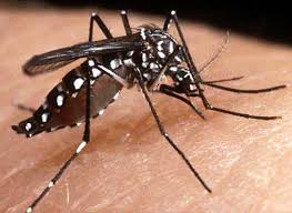 Dengue Identification and Patient Care Monitoring Using Internet of Medical Things