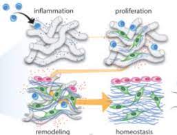 Tissue Regeneration is A Part of the Organism's Tissue that is Traumatized by External Forces and Partially Lost