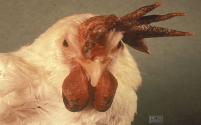 Mathematical Model on Avian Influenza with Quarantine and Vaccination