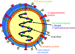 Nipah Virus: A Zoonotic Pathogen Endemic to Asia