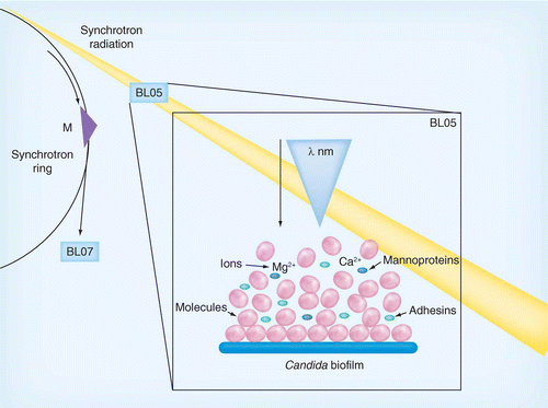 Production of Biofilm In Vitro by Candida Species and its Inhibition from Natural Product