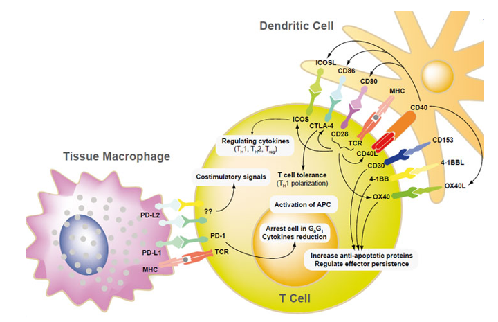 Signal Pathways in Immune Cell Development, Regulation and Activation