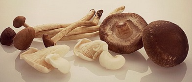 In vivo Evaluation of Antimalarial and Cytotoxic Properties of Crude Aqueous Extract of the Fruiting Body of Medicinal Mushroom, Ganoderma lucidum (W.Curt.:Fr.) P. Karst in Plasmodium berghei-Infected Mice