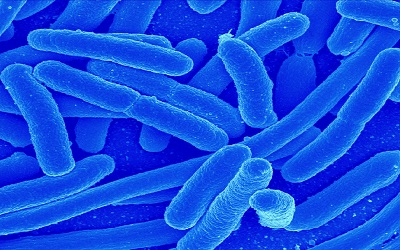 Modulation of Mucosal Antiviral Immune Response at the Female Genital Tract by Immunobiotic Lactic Acid Bacteria