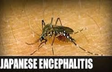 A Study on Japanese Encephalitis in and around Kanpur, Uttar Pradesh, India
