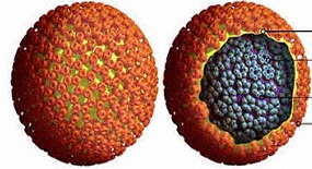 Therapeutic Vaccine for Hepatitis B Virus