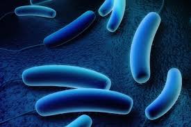 The Epidemiological Characteristics of 131 Strains of Legionella Pneumophila