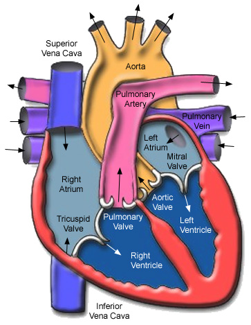 Bombing Heart that Supplanted With Contributor Heart