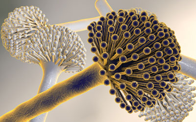 Aflatoxins, Hepatitis and Hepatocellular Carcinoma: A Special Focus on Turkey's
Current Status