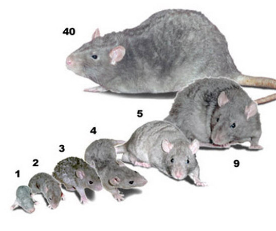 Comparison of Rat Fetal Sex Determination Using Placental gDNA and mRNA via qRT-PCR