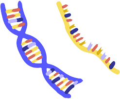 Young Scientist Awards for Nucleic Acid 2020