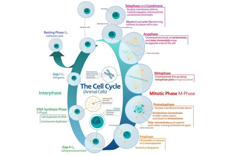 Analysis of Cell synthesis in 
Molecular Biology
