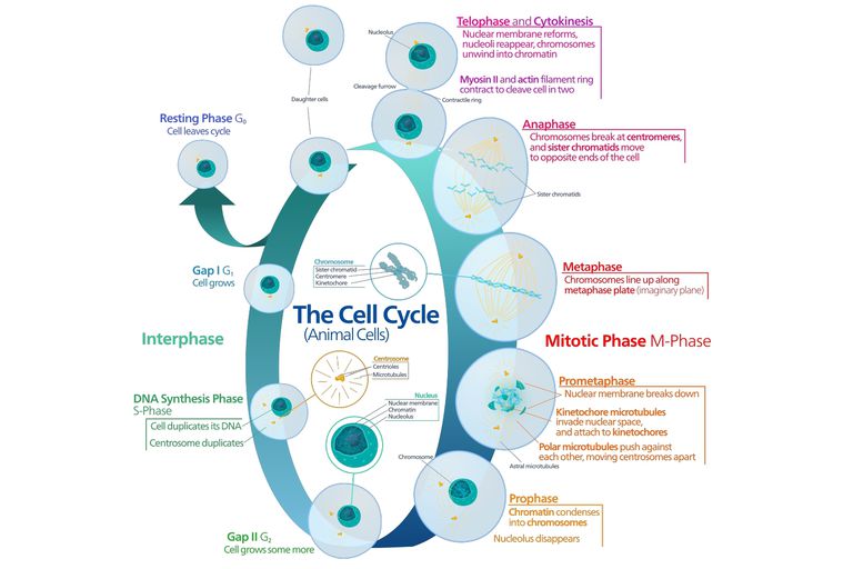 Analysis of Cell synthesis in 
Molecular Biology