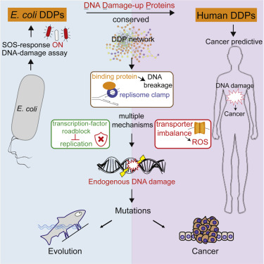 Macromolecule Blotting of DNA 
and RNA in Human Bodies